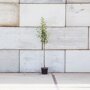 pyrus-triomphe-de-vienne-halfstam